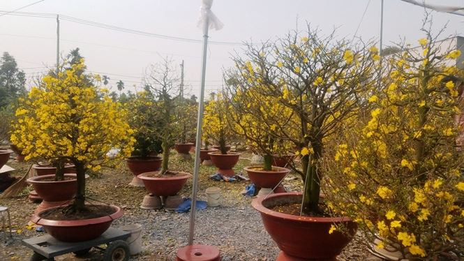 “Dả dụ vường có 10 gốc mai lớn thì mình phải chuẩn bị sẵn vài cây tương tự để đề phòng một trong các cây mà khách đã đặt có vấn đề trục trặc thì lấy cây dự phòng giao cho khách. Đó là việc các chủ vườn phải làm để giữ uy tín với khách hàng”, anh Công nói.