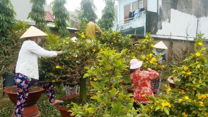 Vườn mai của anh Nguyễn Chí Công, phường Hiệp Bình Chánh, quận Thủ Đức, TPHCM, với hàng trăm gốc mai trị giá hàng tỉ đồng đang được anh chăm sóc tỉ mỉ để phục vụ khách dịp Tết Nguyên đán Mậu Tuất 2018.