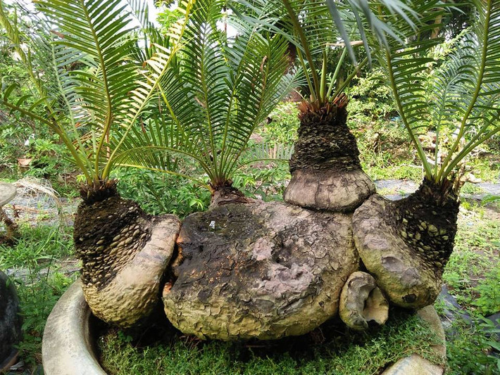 Cầu kỳ hơn, nhiều nghệ nhân còn trồng vạn tuế trên đá. Ảnh: FB Mai Huynh Mai.