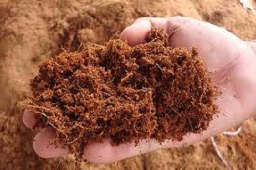 Bạn có thể trồng hướng dương đỏ trong chậu hay ô đất nhỏ trong vườn. Đất thích hợp với loài cây này là đất thịt trộn với xơ dừa. Ảnh: Nông Sản Ninh Bình.