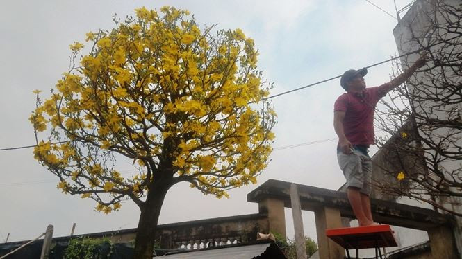 Nhiều khách hàng muốn có mai nở sớm để chơi trước Tết phải điện thoại đặt trước hàng tháng trời để anh Công điều chỉnh cho mai nở đúng thời gian khách yêu cầu.