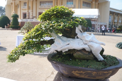 Bonsai mini nhưng có giá đắt đỏ. Đây là những "tuyệt tác" có giá vài chỉ vàng.