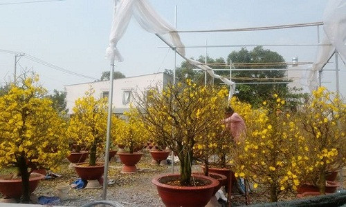 Ngày 3/2, ghi nhận của phóng viên Tiền Phong trên địa bàn quận Thủ Đức, TPHCM, nơi được mệnh danh là vựa mai của thành phố với những vườn mai nổi tiếng nhất, có những gốc mai đẹp nhất đang tất bật những khâu cuối cùng để chuyển mai đến tay khách hàng.