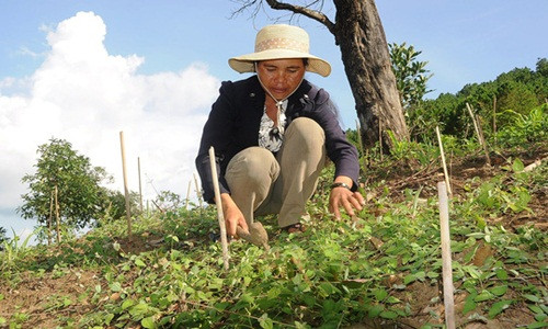 Do khí hậu quanh năm mát mẻ nên huyện Tu Mơ Rông rất thích hợp để trồng sâm dây. Ảnh: NLĐ.