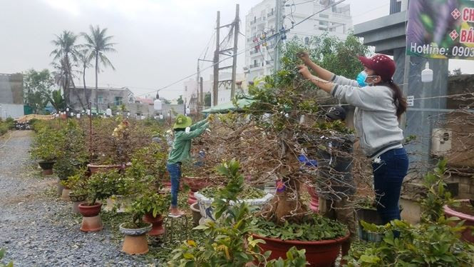 “Để có những mối hàng thân thiết không phải dễ với các chủ vườn. Họ cũng đã đặt hàng từ đầu năm nên phải đảm bảo có hàng đúng hẹn cho khách. Có những mối quen hàng chục năm nên khi mai vườn mình không có để giao thì các chủ vườn đó đến “mượn” mai của mình giao để giữ uy tín với mối hàng”, chị Hà nói.