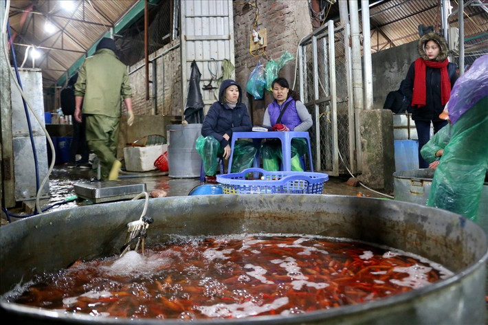 Năm nay cá chép vàng có giá 150.000 đồng/kg, cá chép đỏ đắt hơn một chút với giá 200.000 đồng/kg.