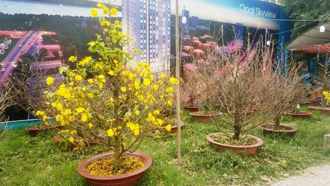 Theo chị Hà, do năm nay thời tiết thất thường, nhiều vườn mai nở rộ trước Tết nên các chủ vườn gặp rất nhiều khó khăn trong việc tìm mai cho mối quen. Những chủ vườn muốn giữ mối thì phải đến vườn khác thuê mai để giao nhằm giữ uy tín.