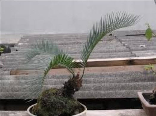 Thị trường cây cảnh Tết 2018 xuất hiện vạn tuế bonsai với kích thước nhỏ bé khiến nhiều khách hàng tò mò. Ảnh: Đienancaycanh.
