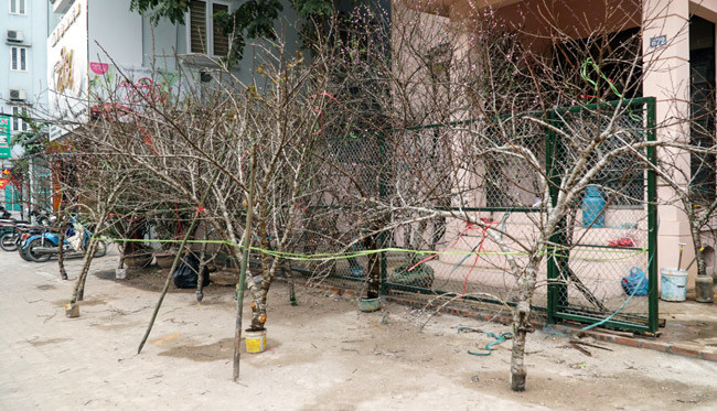Trên các con phố, không chỉ có đào Nhật Tân với thương hiệu nức tiếng được nhiều người biết đến, mà bên cạnh đó còn có những cây, cành đào rừng được các thương lái đưa về Thủ đô đang rục rịch bung nở những bông hoa tươi thắm pha một chút hoang dại của núi rừng Tây Bắc. Tất cả tạo nên vẻ đẹp ngỡ ngàng, lạ lẫm.