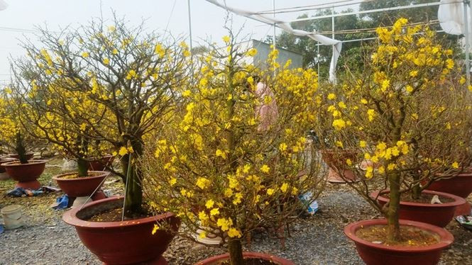 Mặc dù năm 2017 là năm nhuận và thời tiết không được thuận lợi khiến nhiều hộ trồng mai ở các địa phương khác thấp thỏm nhưng với những nhà vườn có hàng chục năm kinh nghiệm thì đó không phải vấn đề lớn và mai vẫn phát triển đúng chu kỳ.