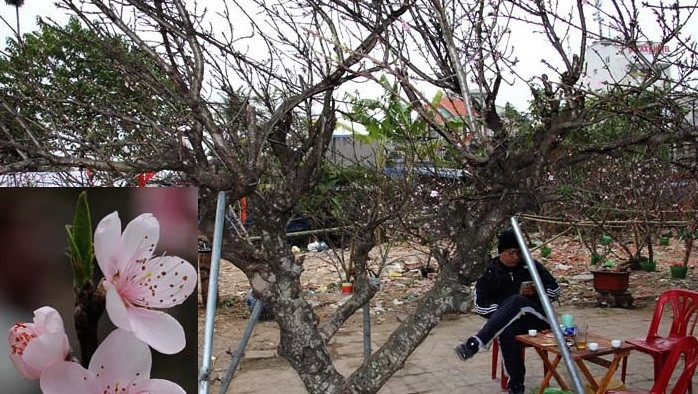 Những ngày cận Tết Mậu Tuất 2018 người tiêu dùng đua nhau săn lùng đào đá về chơi Tết dù giá cả chục triệu đồng, thậm chí có những gốc thế độc giá gần trăm triệu đồng. Ảnh: VTC.