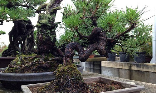 Thân xoắn vô cùng kỳ công của nghệ nhân. Ảnh: FB Bonsai Cường.
