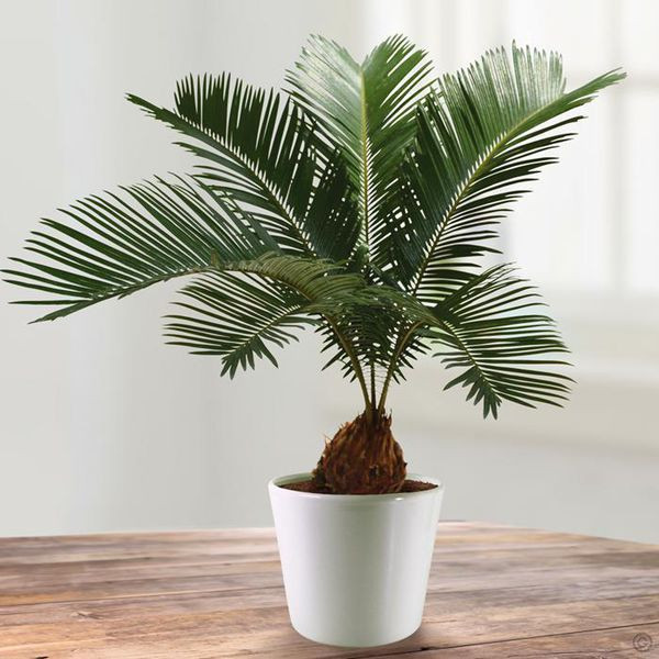 Giá vạn tuế mini không phụ thuộc vào kích thước mà theo dáng, thế của cây. Ảnh: Lovely Green.