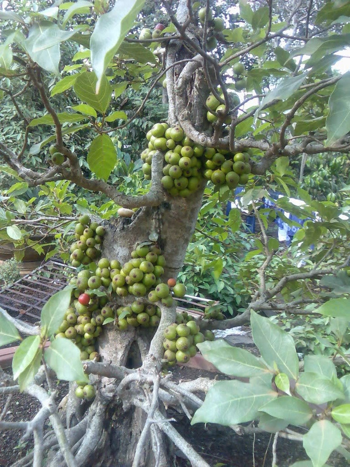 Thêm nữa, nên để ý bên trong từng quả. Đặc biệt phần cuống, dù thủ thuật gắn có tinh vi đến đâu cũng sẽ có dấu vết. Ảnh: Đời sống & Pháp lý.