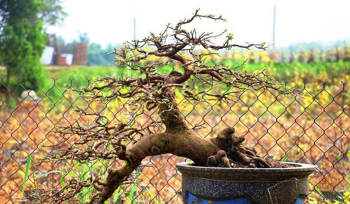 Nếu không thấy có rễ thì nhiều khả năng đó là cây mai giả. Ảnh: Dân Việt.