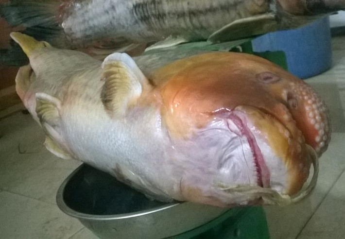 Với giá bán từ 2 - 2,5 triệu đồng/kg, nặng từ 3 - 4 kg, người mua phải chi ra cả chục triệu đồng để sở hữu con cá Anh Vũ. Ảnh: Hatthocvang.