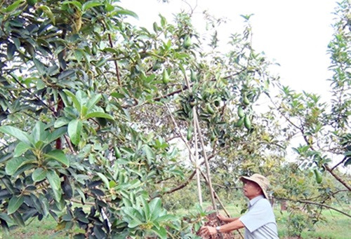 Nhận thấy bơ trái vụ là một trong những loại hoa quả có giá trị kinh tế cao, ông Ngô Văn Quy (xã Bình Lộc, Long Khánh, Đồng Nai) mạnh dạn đưa giống cây này về trồng. Ảnh: Baodongnai.