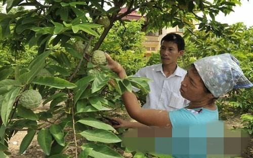 Nếu như trước đây, na dai Lục Nam chỉ kéo dài 1 tháng thì nay mùa na có thể kéo dài 6 tháng. Ảnh: Baobacgiang.