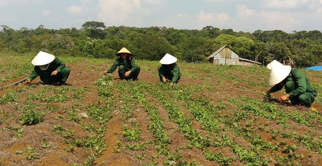 Hiện tại diện tích sâm dây của huyện Tu Mơ Rông khoảng 30 ha. Thời gian tới, huyện sẽ mở rộng thêm 25 ha sâm dây nữa. Ảnh: Kon Tum.