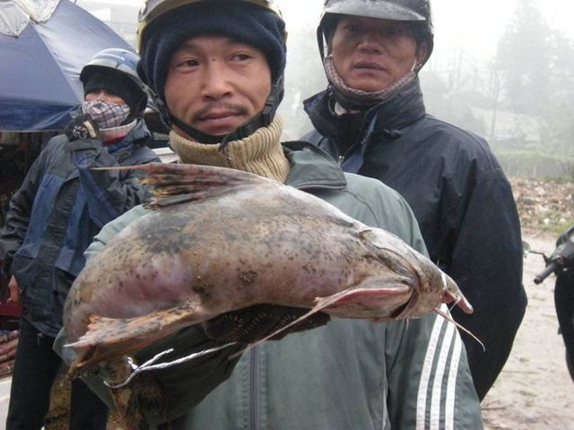 Cá chiên được bán với giá cao nhất (từ 300.000 - 600.000 đồng/kg) trong các loài cá sông ở thị trường thành phố Lào Cai. Tuy nhiên, những con to từ 5kg trở lên thì không dễ mua. Ảnh: Dân Việt