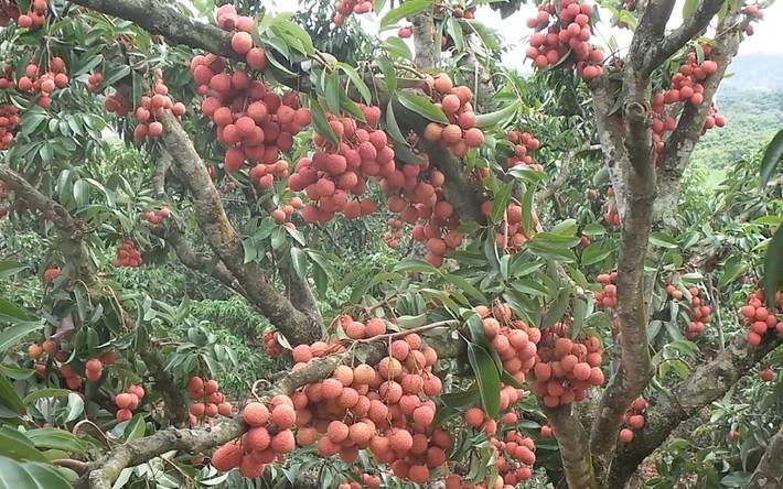 Vườn vải thiều sai trĩu quả của một lão nông ở Bắc Giang khiến ai cũng trầm trồ. Ảnh: PL&DS