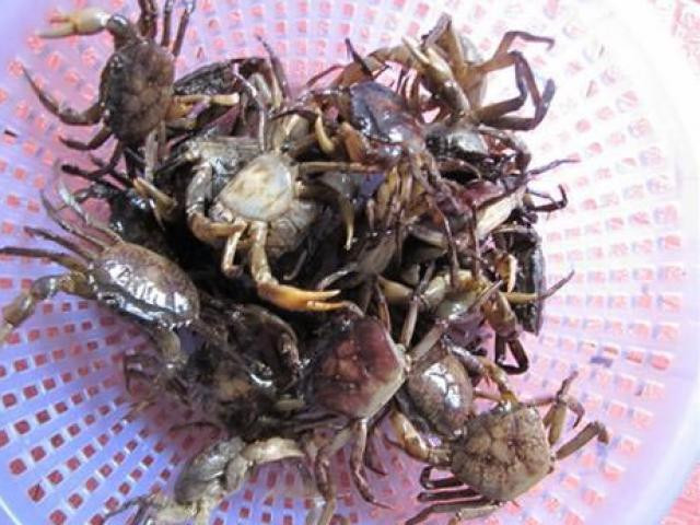 Hà Nội mới bước vào đầu hè nhưng tại các chợ truyền thống và chợ mạng, cua đồng trở thành loại thực phẩm được nhiều người tìm mua. Ảnh: Dân Việt