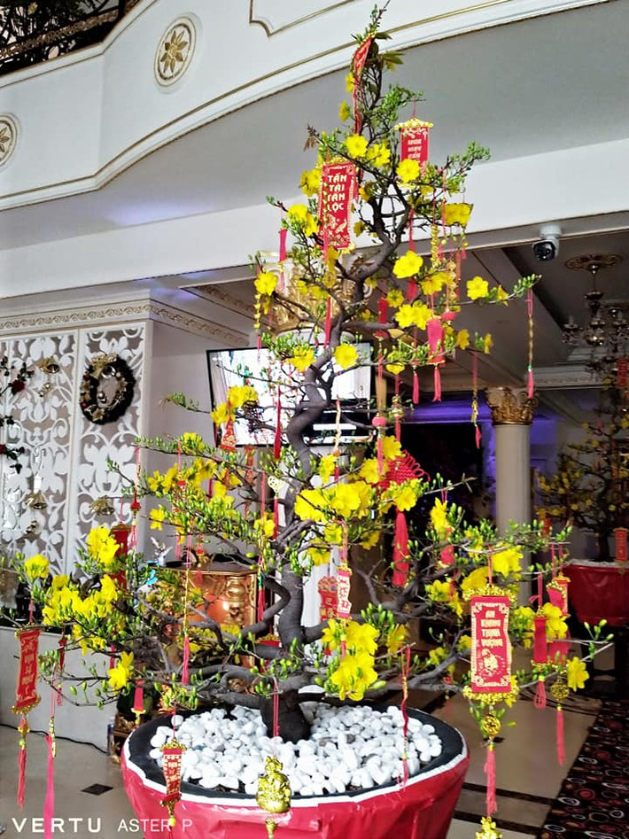 Chậu mai vàng lớn đặt giữa phòng khách.