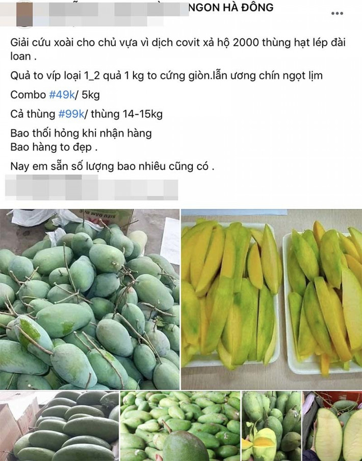 Không chỉ sấu non, những ngày này, giá xoài tại chợ lại đồng loạt giảm mạnh. Ví như: xoài hạt lép An Giang giá giảm còn 9.000-15.000 đồng/kg tuỳ loại, xoài tứ quý nhiều nơi rao bán giá 15.000 đồng/kg...Ảnh: Vietnamnet