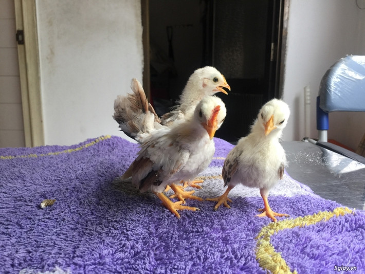 Gà Serama đắt như vậy một phần đến từ việc chăm sóc rất cầu kỳ, chuồng phải luôn sạch sẽ, thức ăn phải đủ chất. Ảnh: Dân Việt