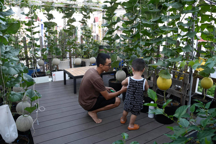 Để có vườn dưa lưới sai trĩu quả như hiện tại, anh Bằng cho biết đã đầu tư vào khoảng gần 10 triệu để mua hạt giống, phân bón và các loại kẹp thân, dây treo, túi bọc trái.