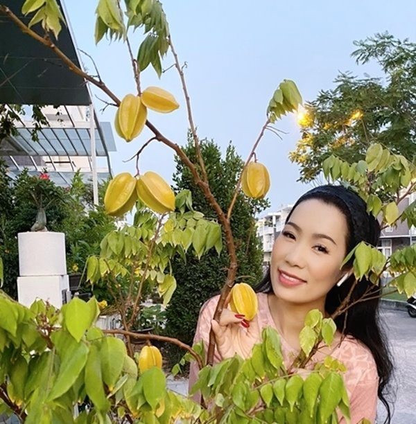 Khế cho trái chín vàng.