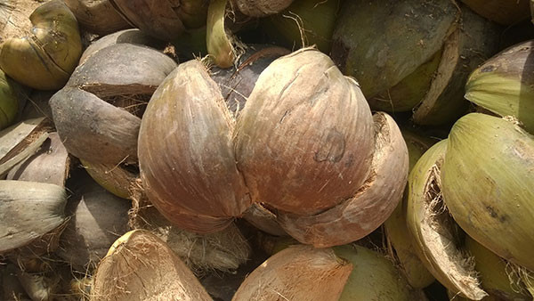Vỏ dừa khô cũng là thứ mà bấy lâu nay chúng ta bỏ đi. Mấy năm nay, nó lại thành mặt hàng mang về nguồn thu không nhỏ cho người dân Bến Tre. Ảnh: Bentre
