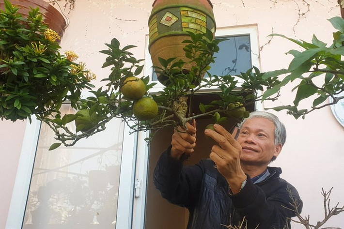 Cuối năm 2020, ông Lê Thạnh (trú TP Tam Kỳ, tỉnh Quảng Nam) được Tổ chức Kỷ lục Việt Nam trao bằng kỷ lục dành cho "Người tạo tác các tác phẩm Bonsai ngược nhiều nhất Việt Nam". Ảnh: Lao động.