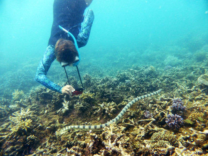 Nhóm thợ lặn phát hiện rắn biển độc cực hiếm ở ngoài khơi đảo Noumea, New Caledonia thuộc Pháp. (Nguồn Guardian)