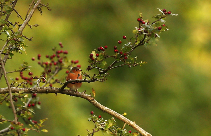 Chim robin đậu trên cành cây trong viên Phoenix, Dublin, Ireland. (Nguồn Guardian)