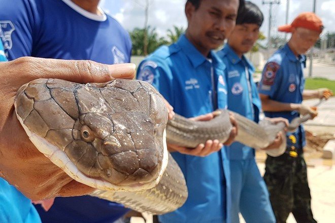 Hình ảnh động vật ấn tượng ghi cảnh các nhân viên cứu hộ bế con rắn hổ mang chúa dài 4m được bắt từ trong cống thoát nước ở Krabi, Thái Lan. (Nguồn Guardian)