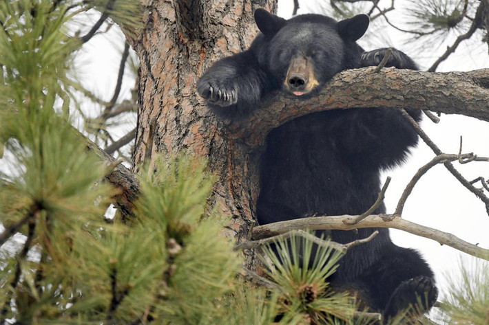 Gấu đen khổng lổ ngủ ngon lành trên cây ở Missoula, bang Montana, Mỹ. (Nguồn Guardian)