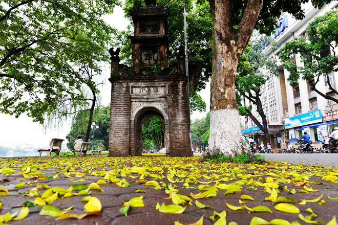 Lúc này, các hàng sấu chuẩn bị đơm hoa, chừng hai tháng sau sẽ ra quả.
