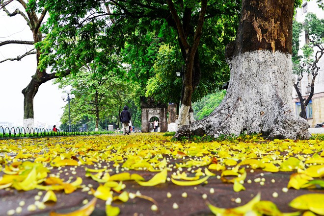 Lá sấu thường rụng vào tháng 4 hàng năm.