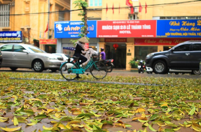 Trên toàn tuyến đường này, lá cũng trải thảm như ở các con phố khác.