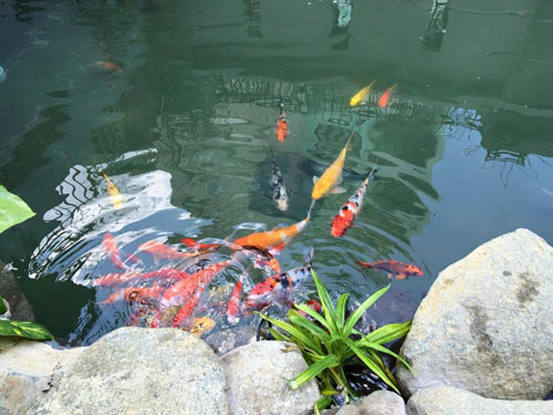 Bể cá mất khá nhiều thời gian để xây, tạo tiểu cảnh và đặt bộ lọc.