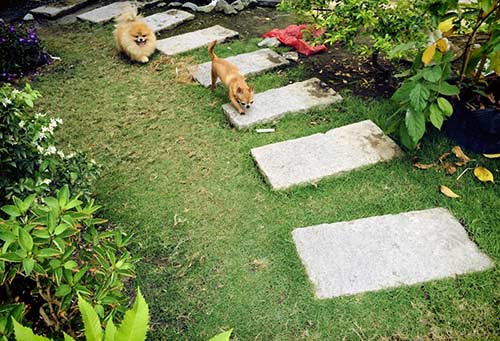 Lối đi ra khu vườn được lát đá, tạo đường cong mềm mại, như điểm nhấn sinh động, lạ mắt cho sân vườn.
