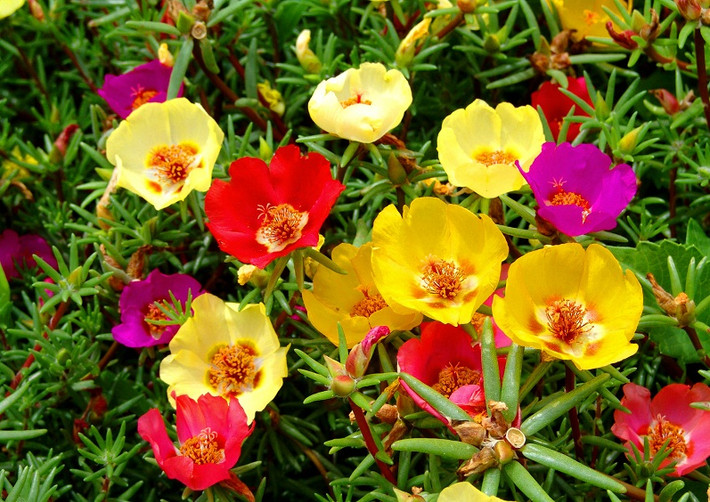 Đầu hè, khách hàng bỗng "sốt" tìm mua hoa mười giờ nhiều màu trắng, vàng, đỏ, tím, hồng, cam... cánh đơn, cánh kép hoặc tìm hạt giống về tự trồng để làm đẹp ban công, sân vườn.