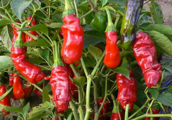 Hình dáng đặc biệt "gợi cảm" của giống ớt này là tự nhiên, không có sự can thiệp cấy ghép hay tạo đột biến gen.