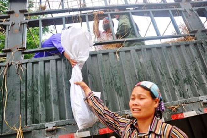 Đang buộc bao dưa mới nhặt lên xe máy, thấy chúng tôi bắt chuyện, bà Nguyễn Thị Vĩnh (nhà ở gần cửa khẩu Tân Thanh) nói: “Hôm nay ít xe hơn các hôm trước nhưng vẫn may, nhanh chân trèo nhặt được hơn hai bao, tính ra cũng được 30 - 40 kg, mang về ăn và bán cũng kiếm được ít đồng mua rau mắm rồi đó”. Trong ảnh: Một người phụ nữ tỏ ra khá mệt mỏi với việc đuổi theo lấy dưa.