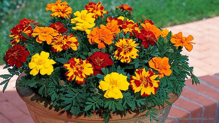Bên cạnh đó, với những khách hàng yêu thích hoa cảnh, cúc vạn thọ là một trong những loại cây được ví như “thuốc xịt muỗi” tự nhiên. Giá mỗi chậu cúc được bán dao động từ 30.000 – 35.000 đồng (tùy chậu nhiều khóm hoa).