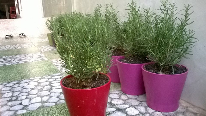 Cây hương thảo được bán với giá 80.000 - 100.000 đồng.