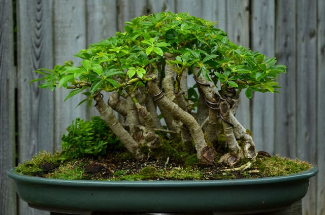 Ngoài ra, ngũ gia bì còn được trồng rất tỉ mỉ theo dáng bonsai. Tuy nhiên, giá của những chậu bonsai này đắt hơn cây thông thường rất nhiều. Theo anh Thuần (chủ hàng cây cảnh đường Hoàng Hoa Thám, Hà Nội): "Ngoài làm cảnh, đuổi muỗi, côn trùng, cây này có tác dụng lọc khí độc rất tốt".