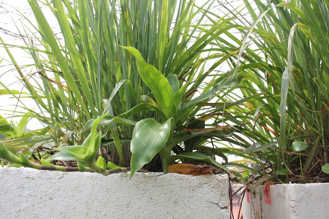 Thay vì dùng hóa chất có thể ảnh hưởng đến sức khỏe, nhiều người dân ở Hà Nội đã lùng mua các chậu cảnh nhỏ. Trong đó, những chậu sả được bán với giá 40.000 – 45.000 đồng.