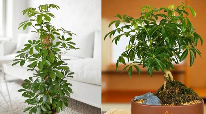 Trong số các loại cây cảnh được tìm mua nhiều để đối phó với tình trạng nhiều muỗi khi giao mùa, cây ngũ gia bì có mức giá đắt nhất. Tùy vào từng cửa hàng và số lượng cây trong một chậu, ngũ gia bì được bán với giá 250.000 - trên 400.000 đồng.